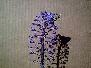 Scilla hyacinthoides